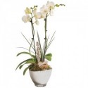 ORCHIDEE BLANCHE 2 BRANCHES