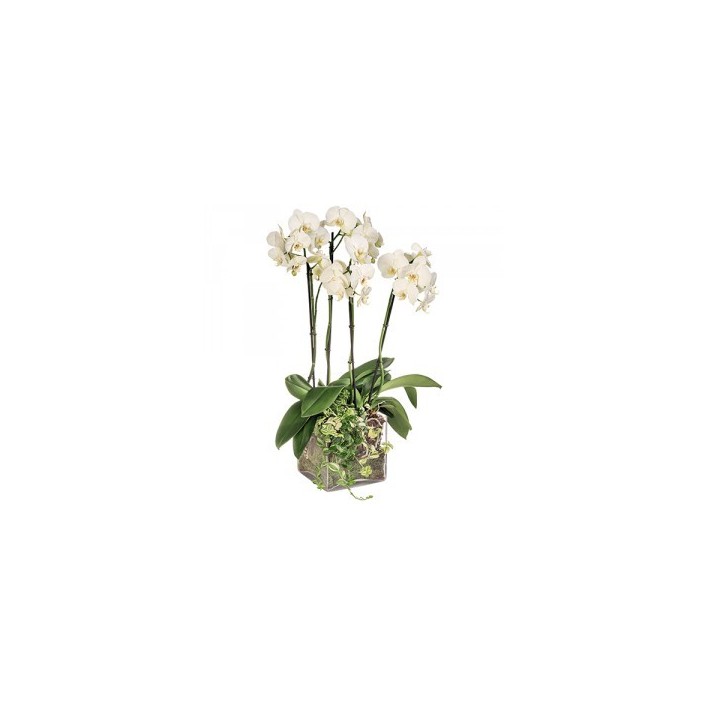 ORCHIDEE 4 BRANCHES BLANCHES