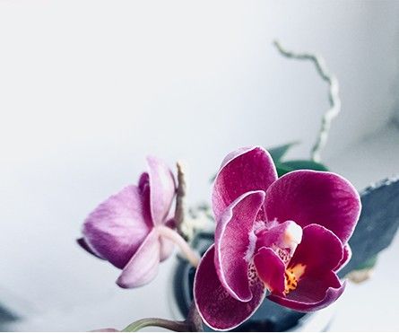 Commandez votre orchidée